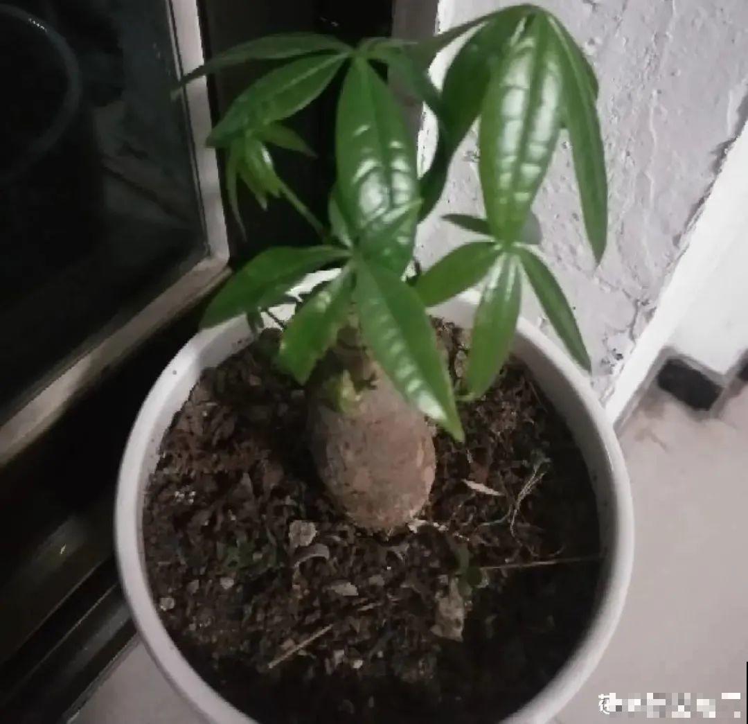 初春浇水要谨慎，浇水浇不对，小心全军覆没