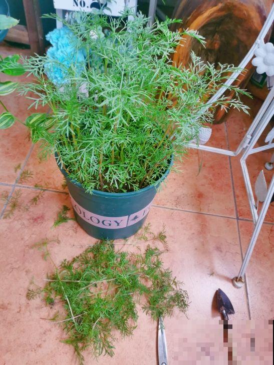 春天给花剃个“平头”，两个月就爆盆，疯长太旺盛