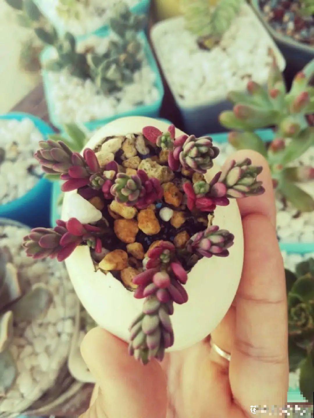 蛋壳里养多肉,长成老桩超好看,还能废物利用 蛋壳里养多肉,长成老桩超好看,还能废物利用