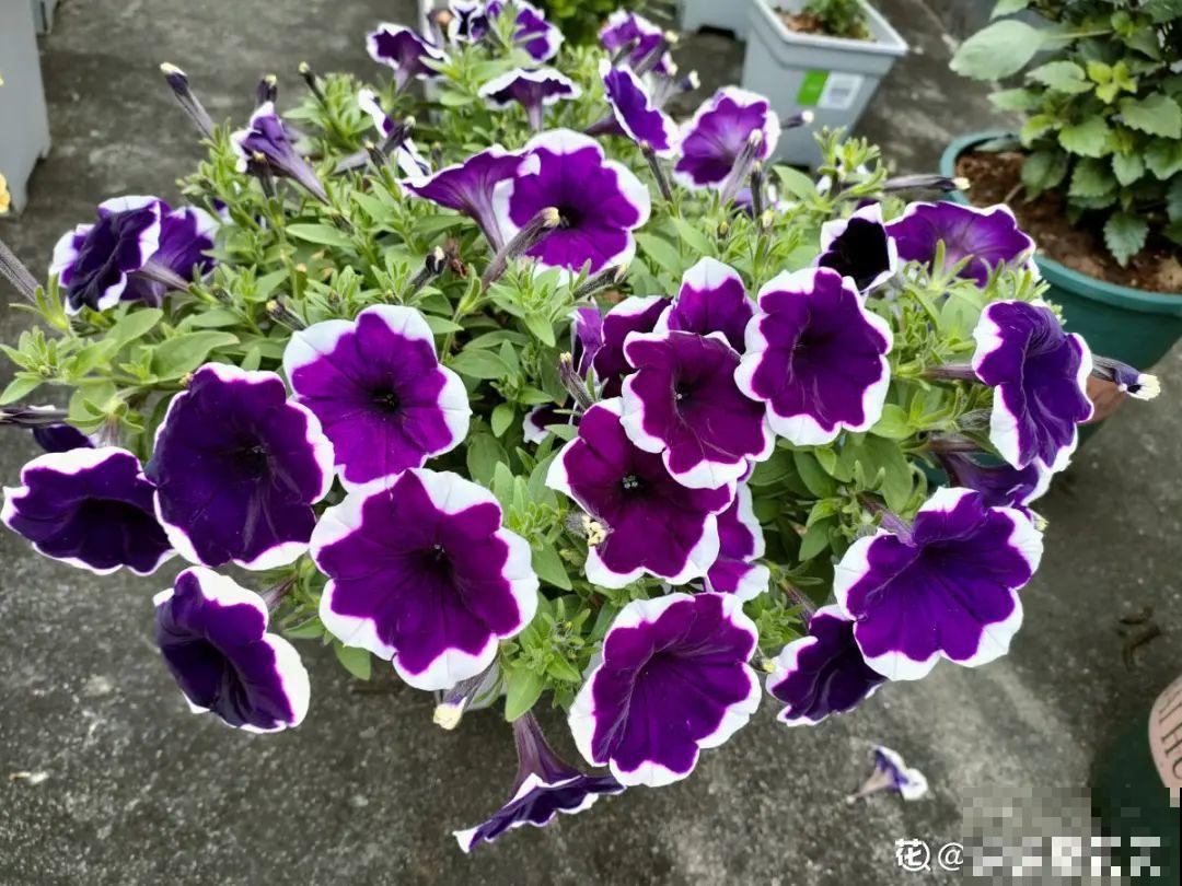 20种花不用买，开完花等20天，爆出好多种子！