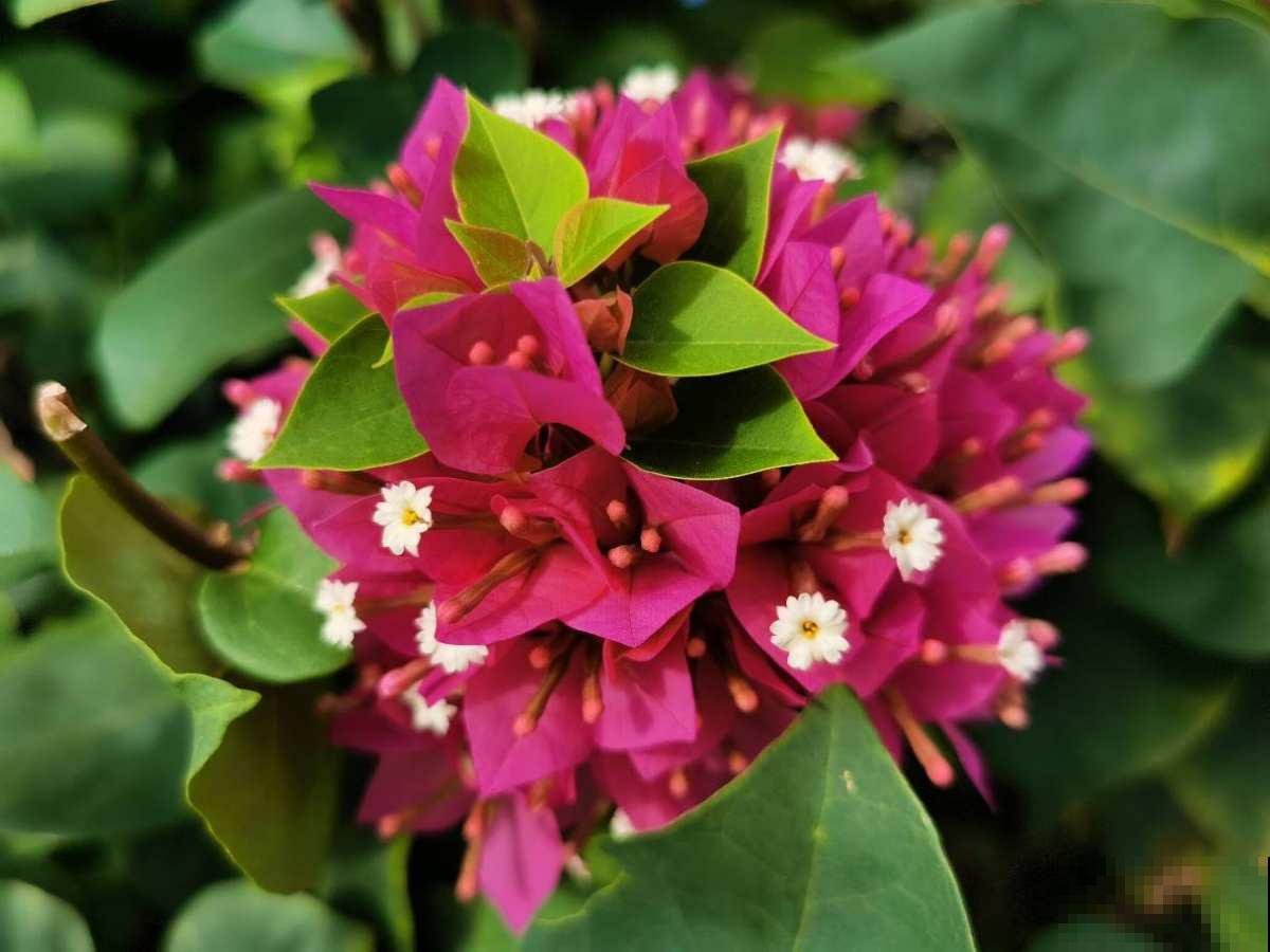 身边有个不喜欢养花的人，对着你冷嘲热讽，你会怎么办？