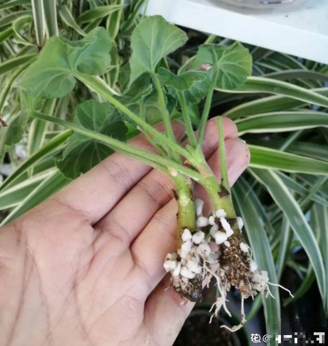 天热了，20种花最怕浇水，浇得越多，死得越快！