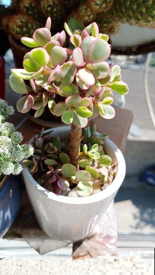 多肉长不动？一刀砍去头，轻松长爆盆！