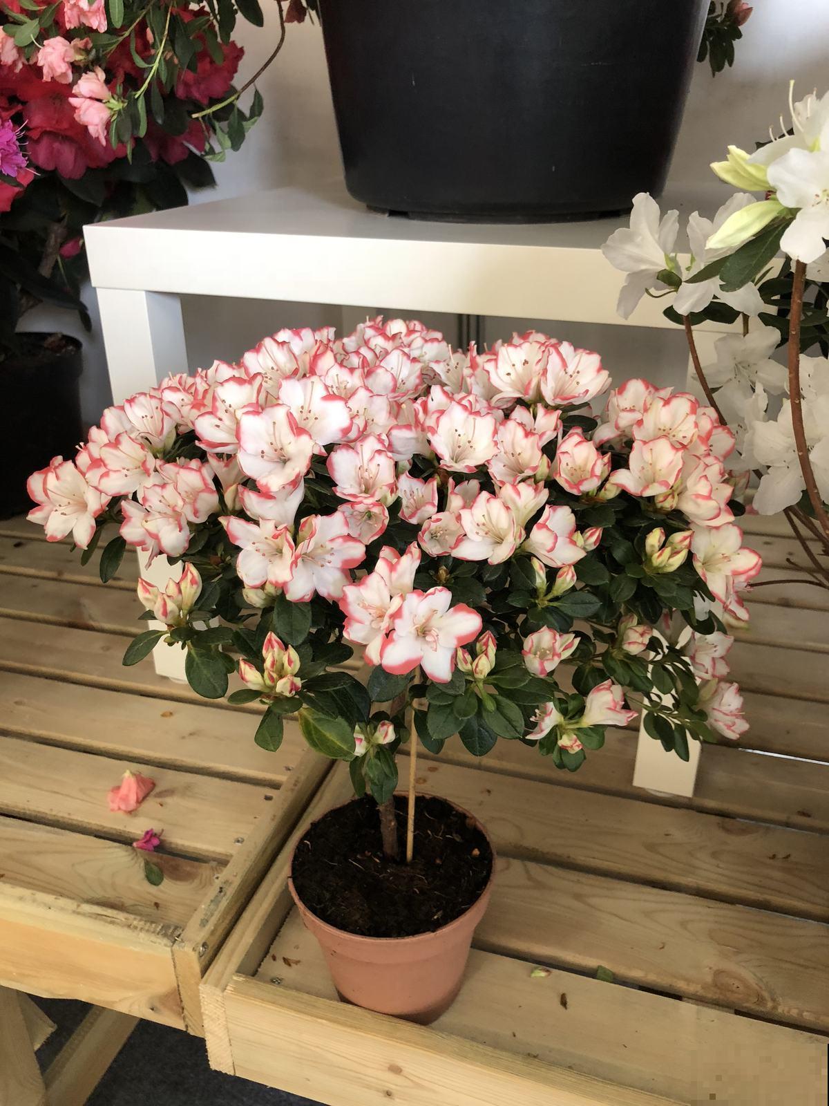 杜鹃和杜鹃花没有什么关系，这名字撞的，有点离谱！