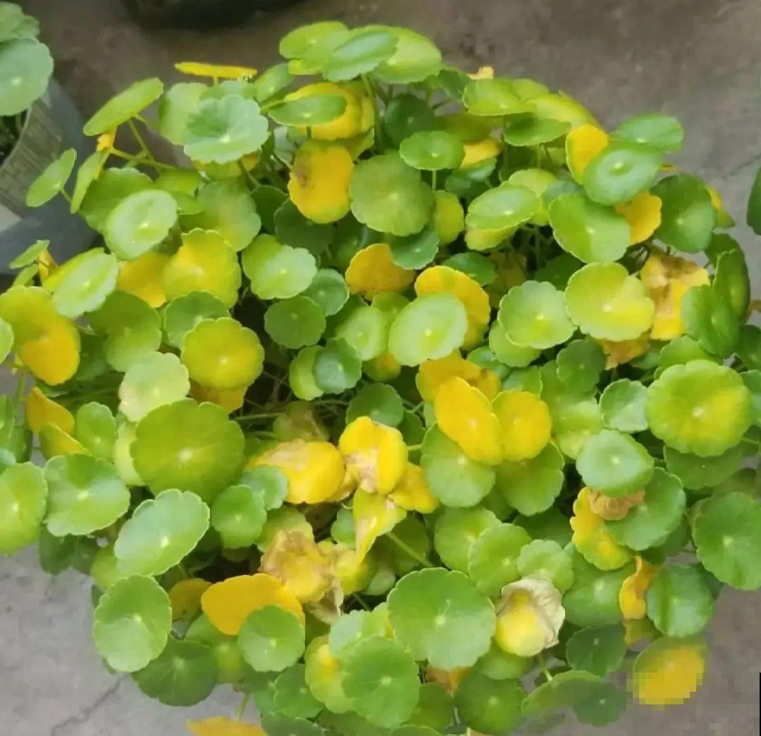 虐着养的花，剪成秃子，半月不浇水，呼呼开花