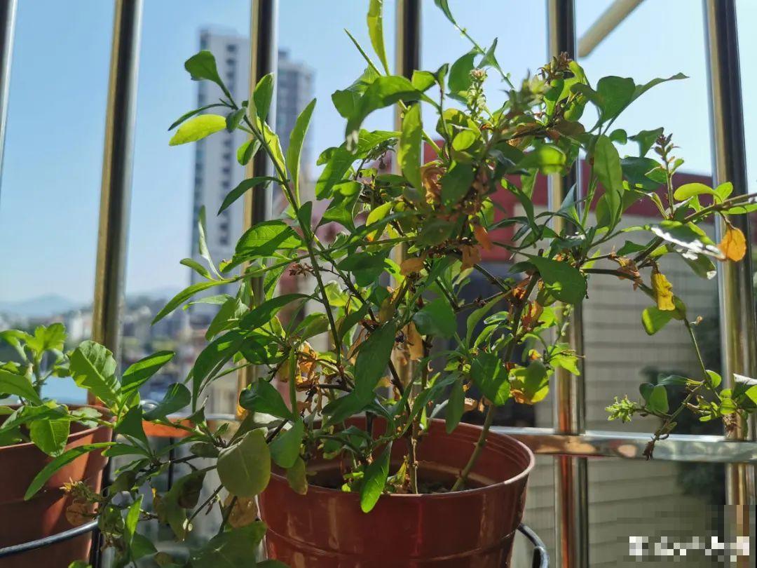 3月份养花,别急着搬出屋外,花容易死翘翘 3月份养花,别急着搬出屋外,花容易死翘翘