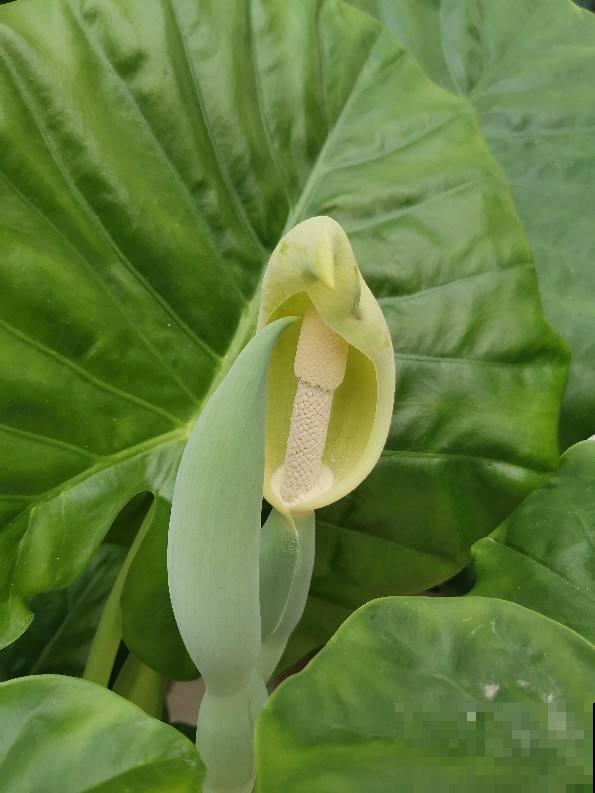 家里养花,可以试试有禅意的植物,能静心,能怡情! 家里养花,可以试试有禅意的植物,能静心,能怡情!