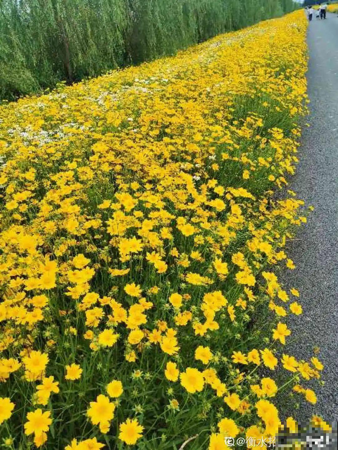 夏天里超能开的花，爆花上百朵，开完剪一刀，很快又爆花