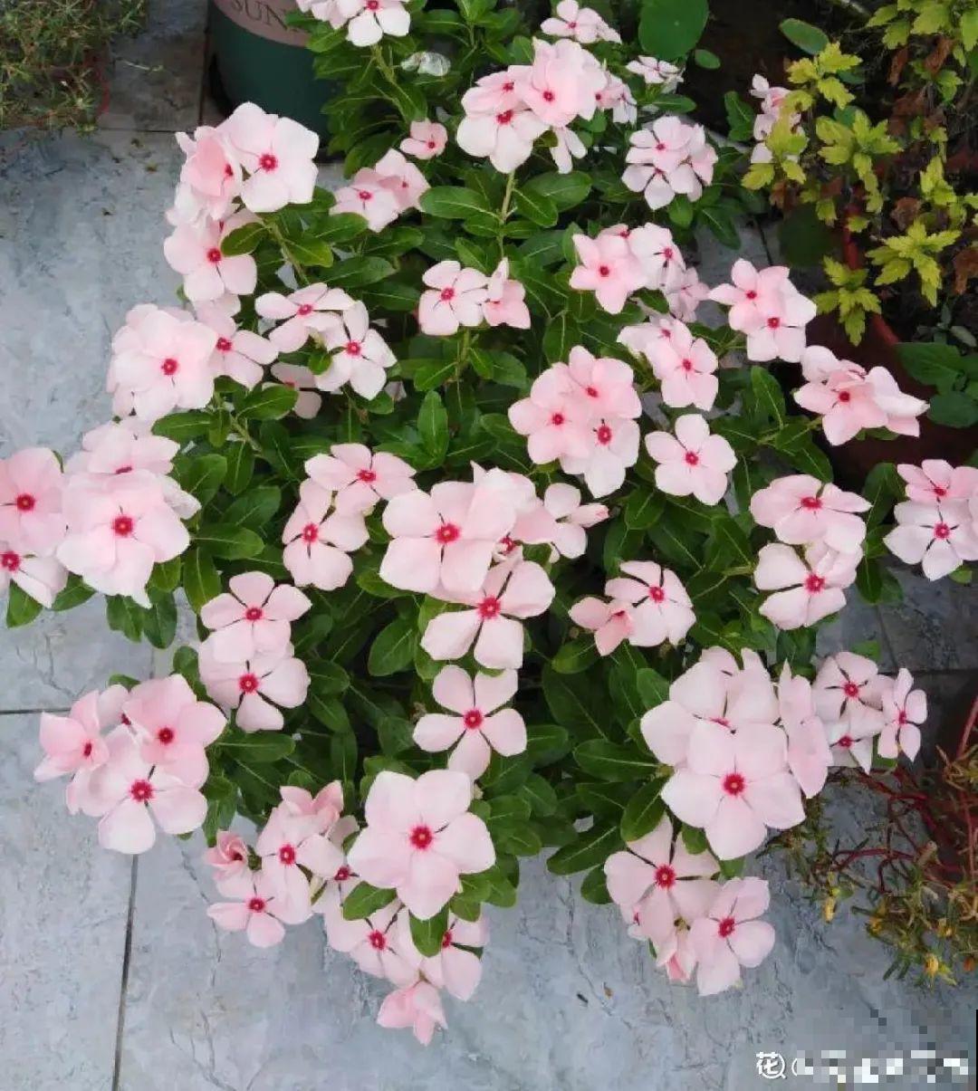 11种常见花，现在扦插，成活率特高