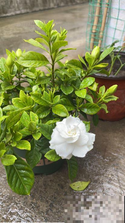 这些花很爱水，天气一热赶紧加水，不然马上黄叶！