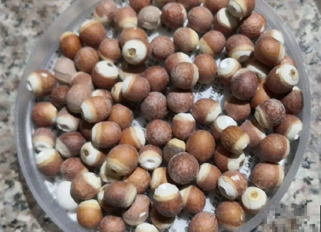 春天的野菜大全,小心辨认,千万别挖错了 春天的野菜大全,小心辨认,千万别挖错了