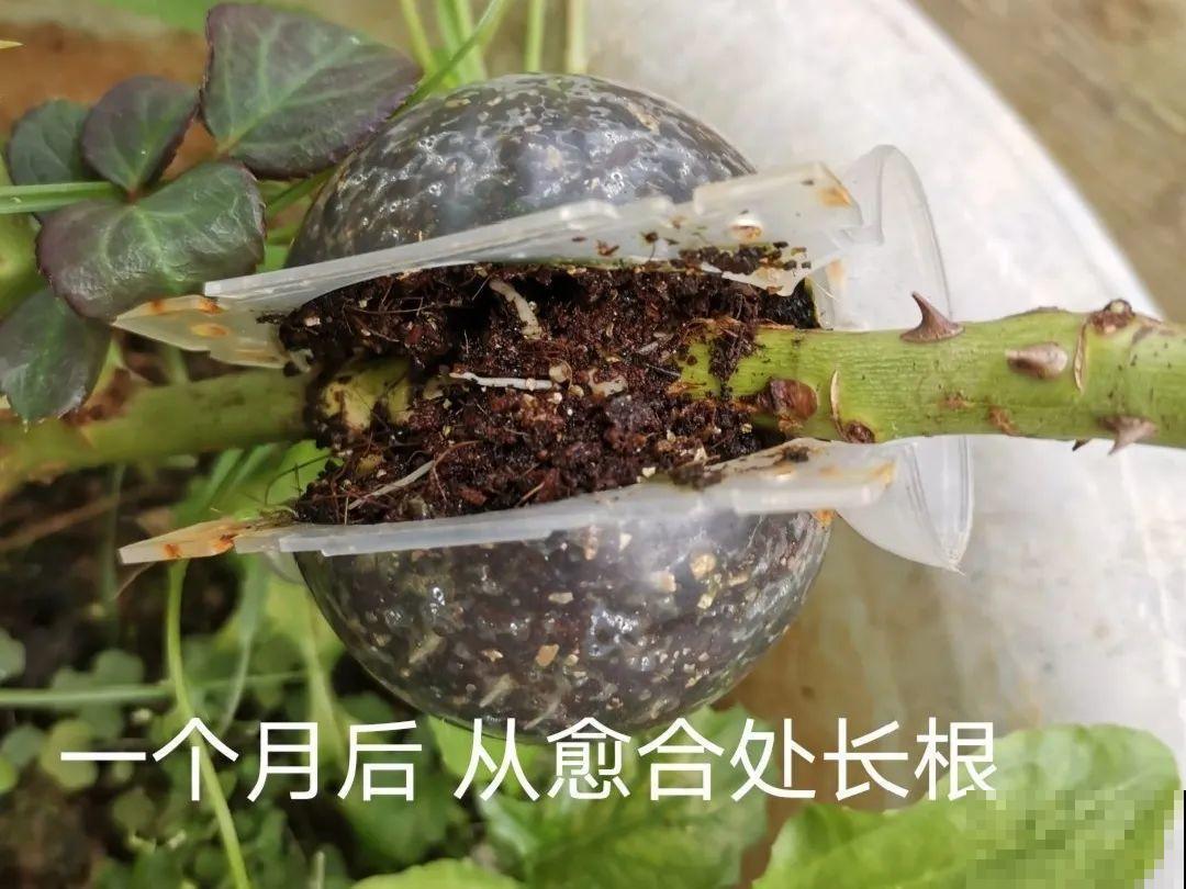 春天的大粗杆子，直接插土里，很快就生根