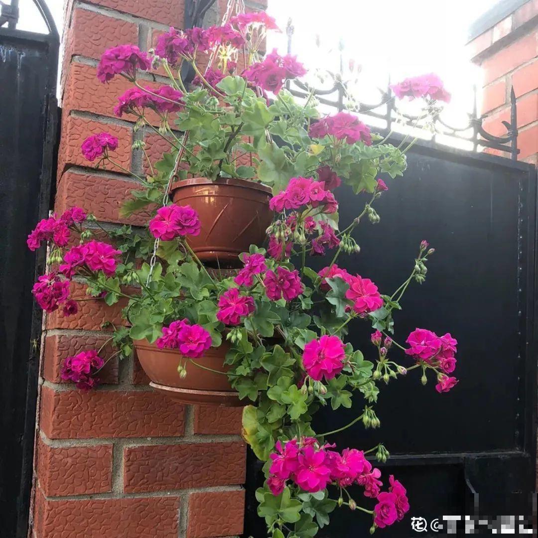 垂吊天竺葵,1年能开上百天,好养不占地儿 垂吊天竺葵,1年能开上百天,好养不占地儿