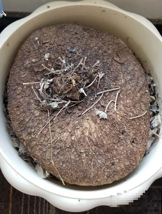 8种花开始慢慢睡醒了， 现在长得正旺，多浇水施肥， 开花更多！