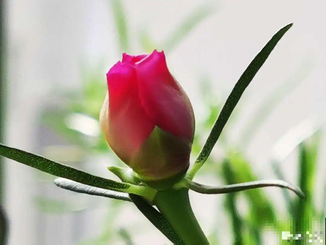 7种情况不能施肥,像毒药一样,浇完花就烧死 7种情况不能施肥,像毒药一样,浇完花就烧死