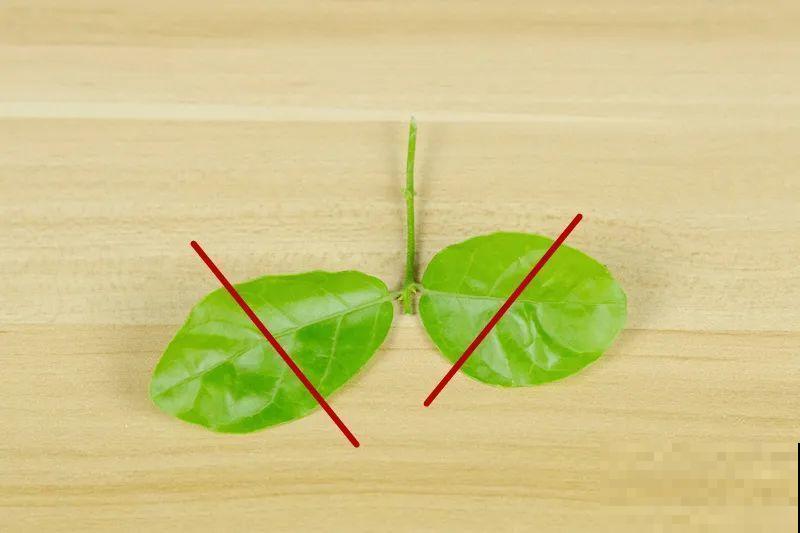 11种常见花，现在扦插，成活率特高