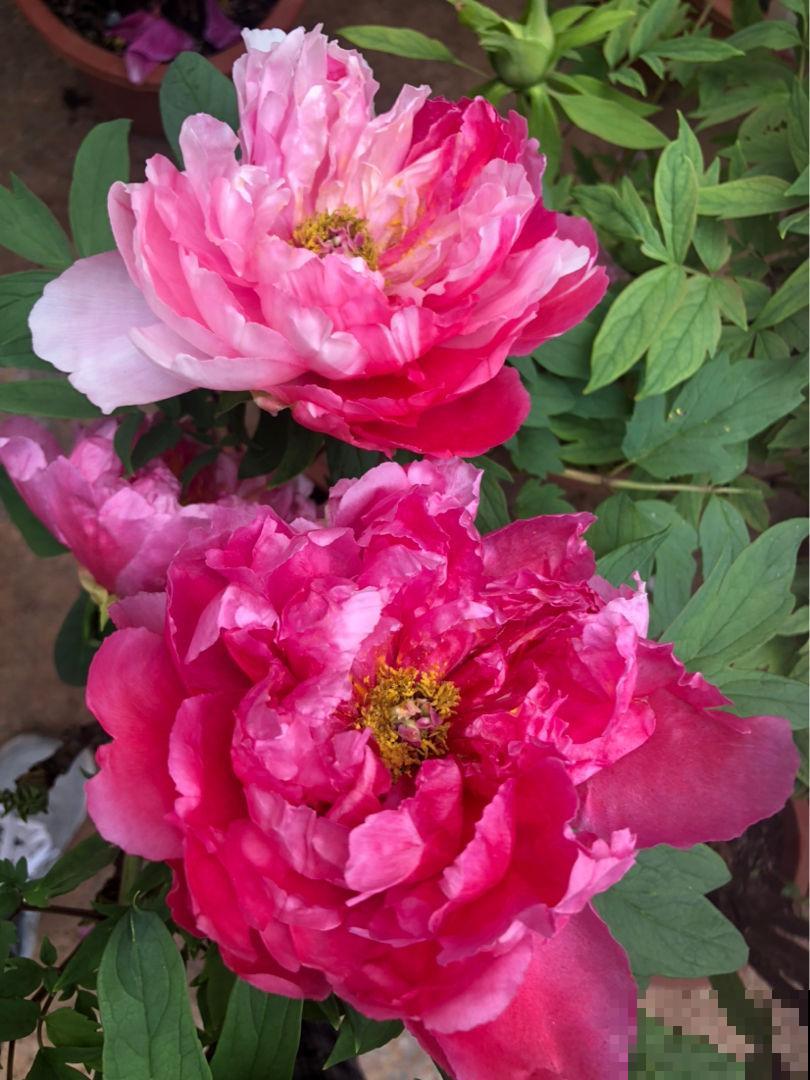 家里种棵“有福树”，开花就有好兆头，福气满满