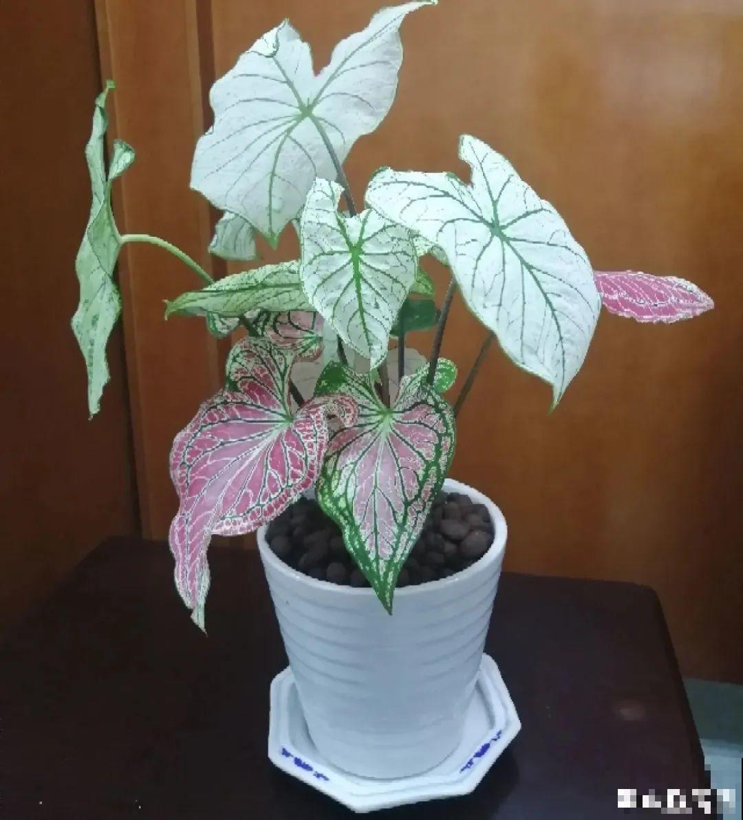 28种耐阴花，没光也能开爆盆，养在家里超有范儿