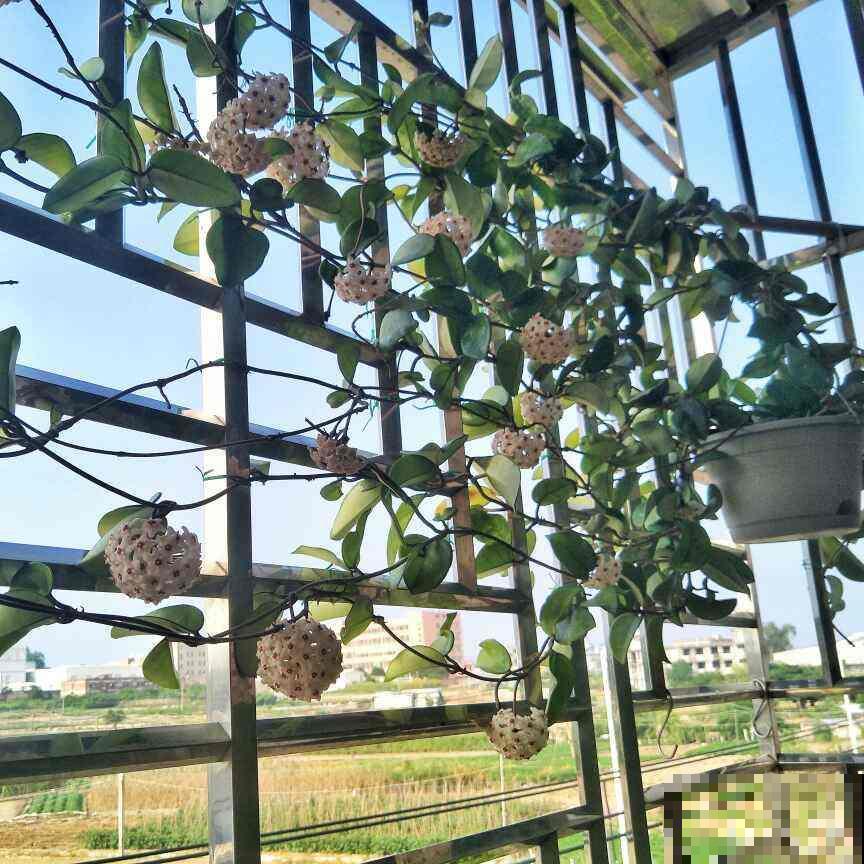 适合打造成花墙的植物，耐阴开花香，一朵一朵呼呼冒花