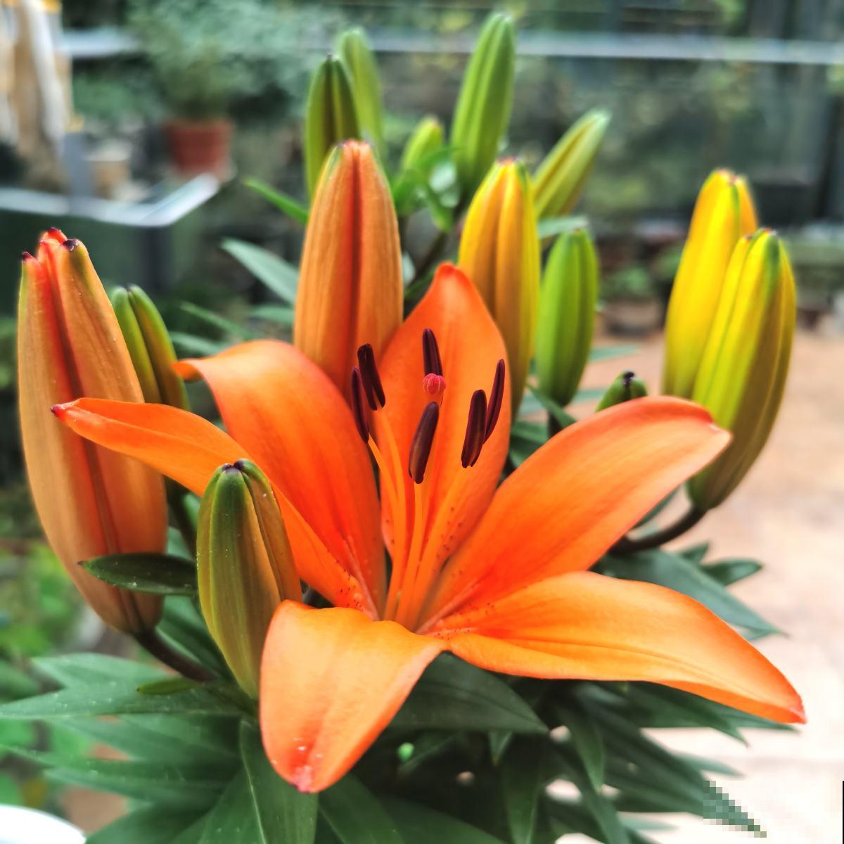 5种花真是“一举两得”,开花之后剪下来,插花瓶里颜值更高 5种花真是“一举两得”,开花之后剪下来,插花瓶里颜值更高