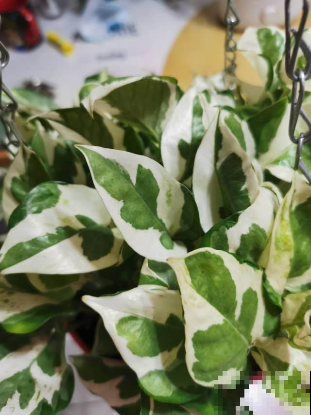 万千人宠爱耐阴花，叶子美得像油画，开花像个小荷包