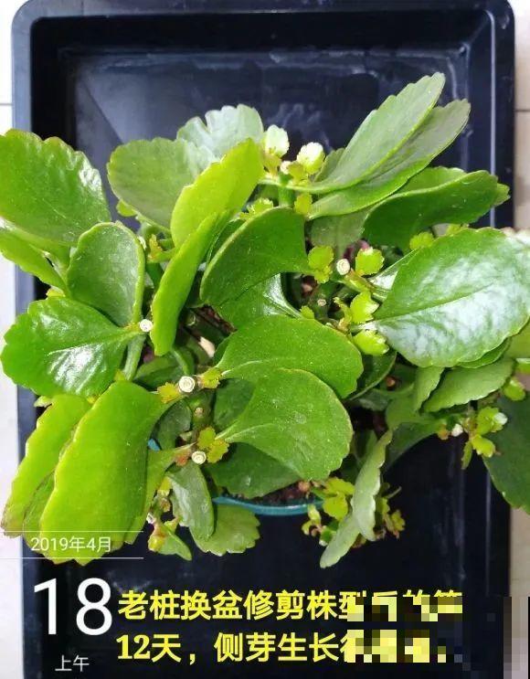 长寿开花后，要好好修剪，很快冒新芽