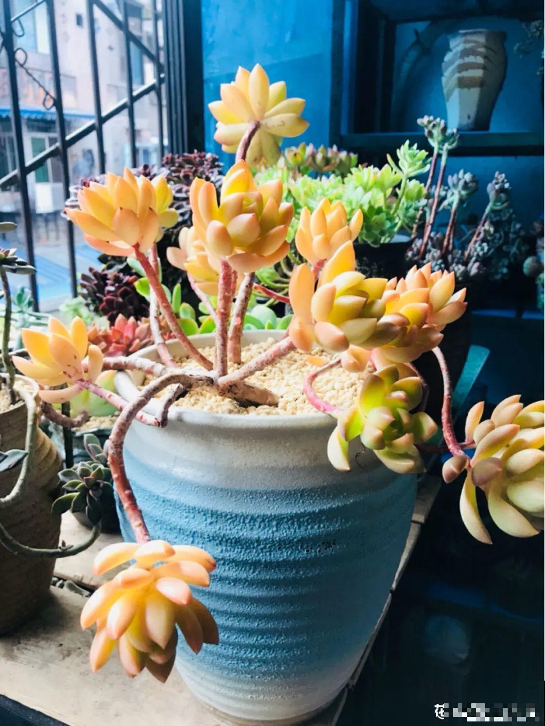 多肉老桩属实震撼，颜值都很高，越养越上瘾