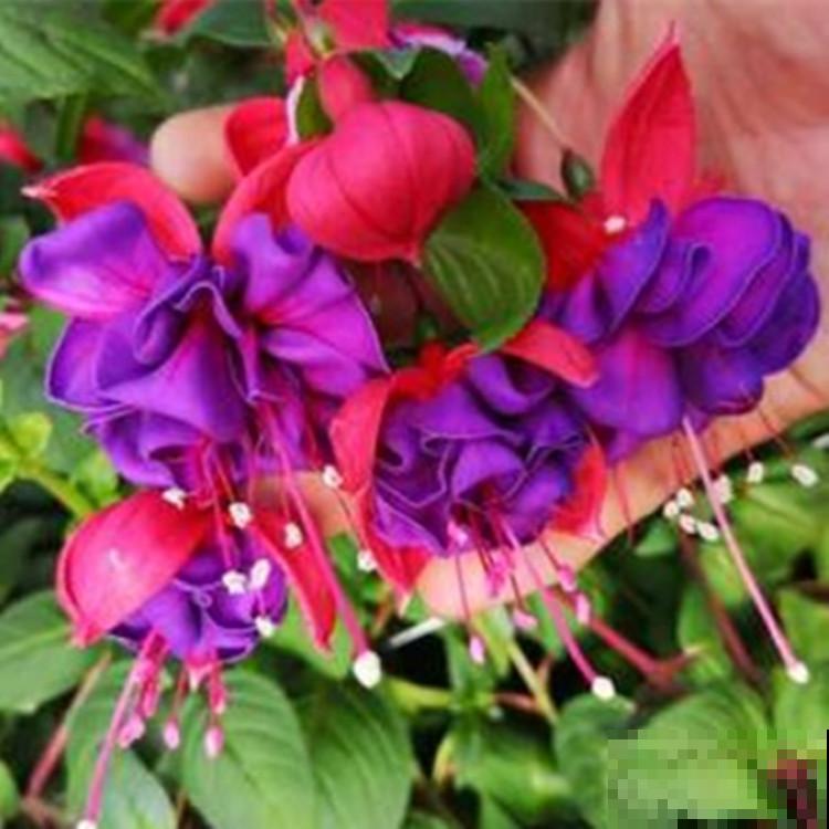 命里带“金”的花，开花美翻了，养在家里还有好兆头