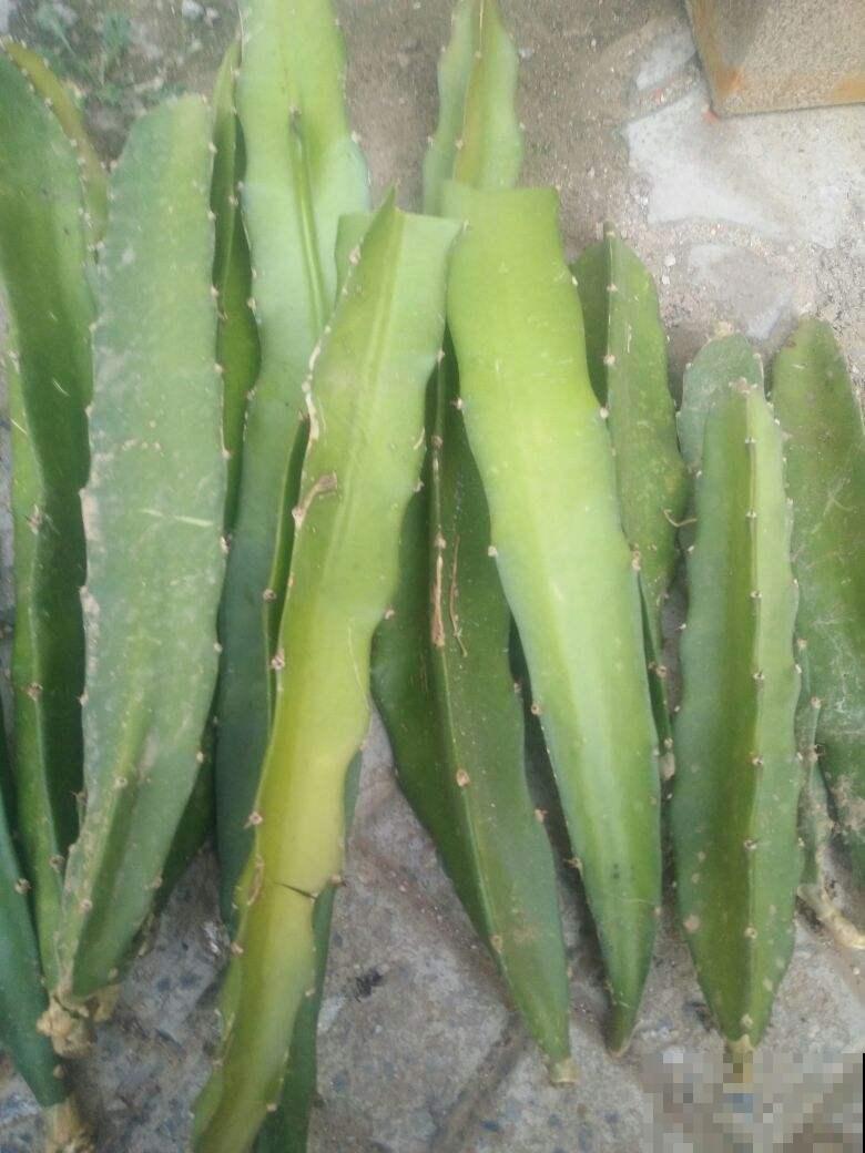 阳台种棵火龙果，果子爬满了枝头，可馋坏了邻居！