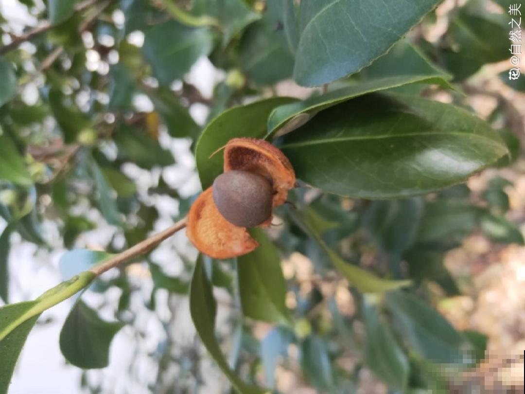 20种花不用买，开完花等20天，爆出好多种子！