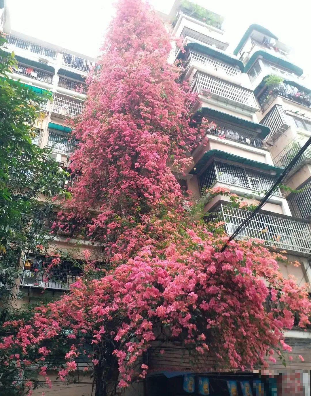 30米高三角梅，千年的紫藤树···5种花越老越值钱