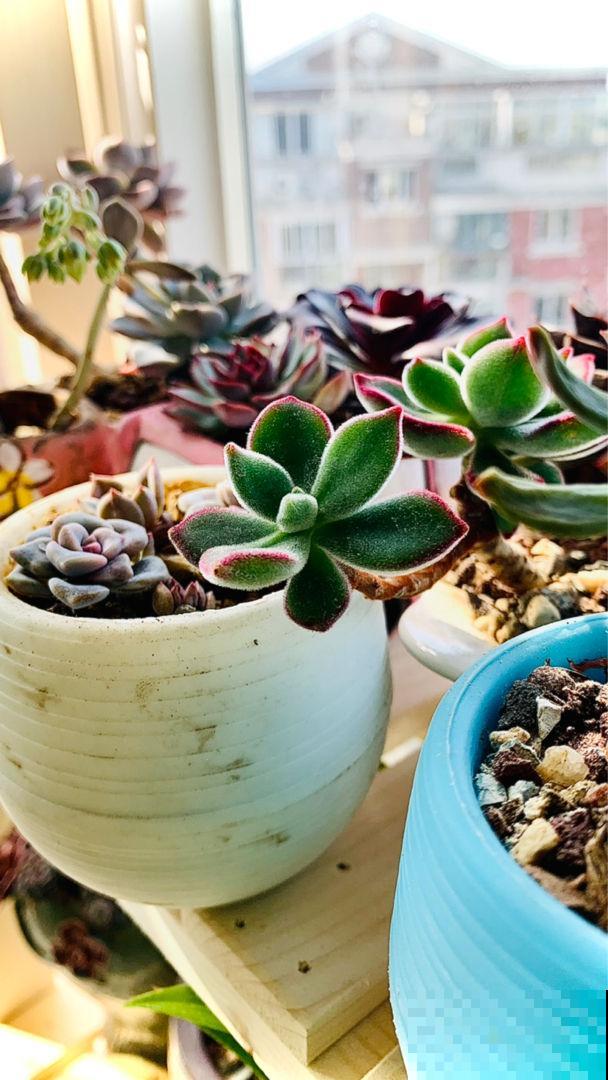 在家养花，一定要注意养花位置，5个地方不能养