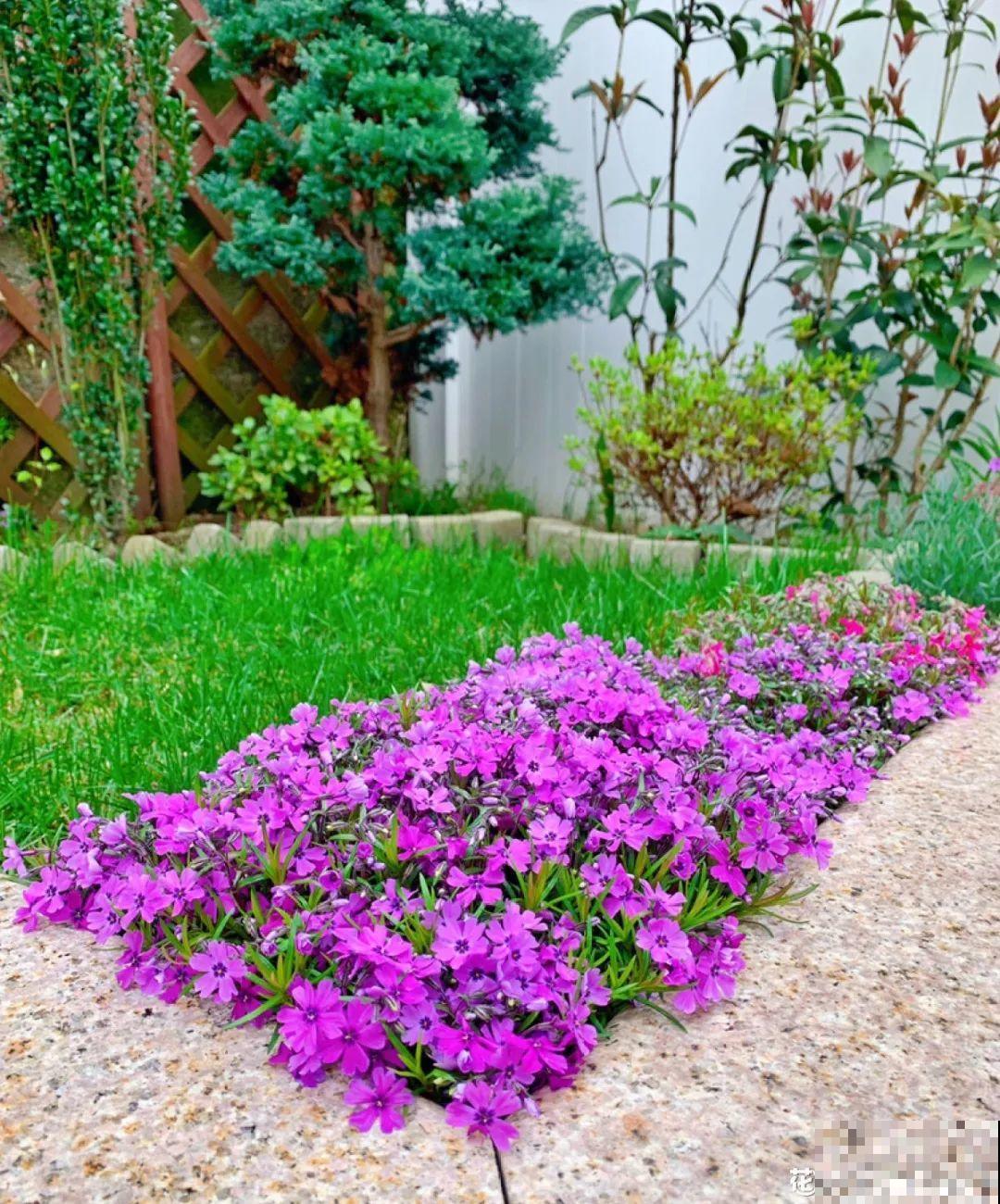 春天来了，有个院子养点花，简直太幸福