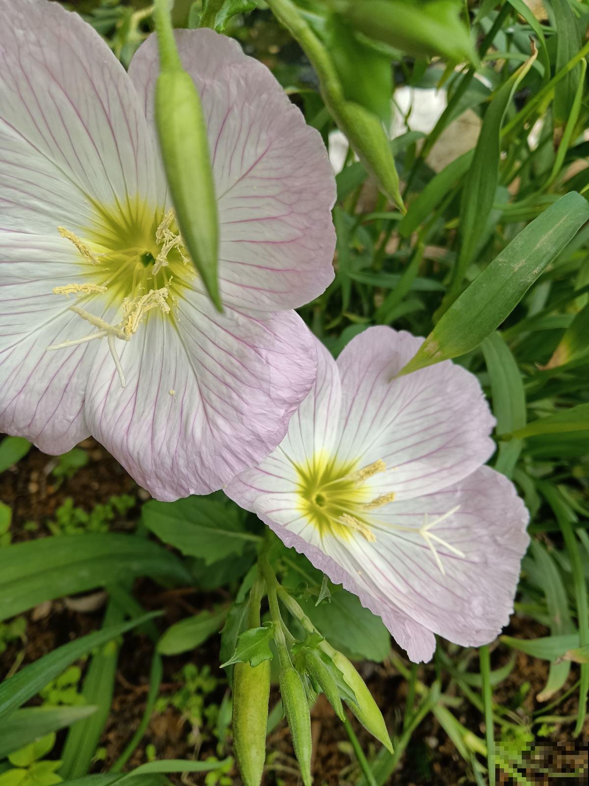 这5种花,晚上才开,个个美得别致! 这5种花,晚上才开,个个美得别致!