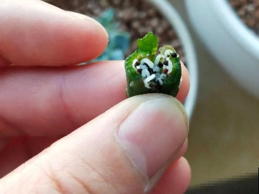 20种花不用买，开完花等20天，爆出好多种子！