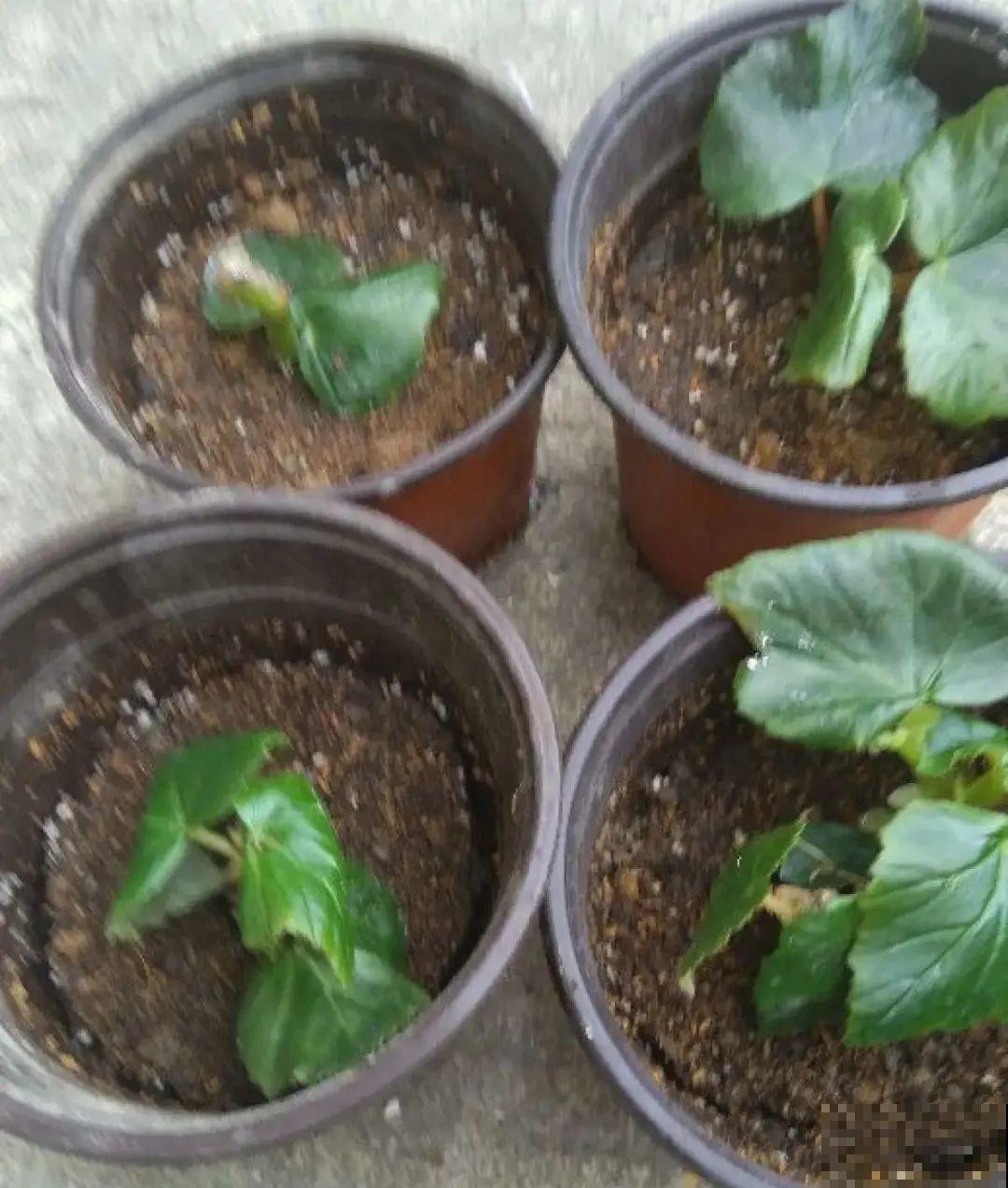 天热了,8种花要休眠,要少浇水 天热了,8种花要休眠,要少浇水