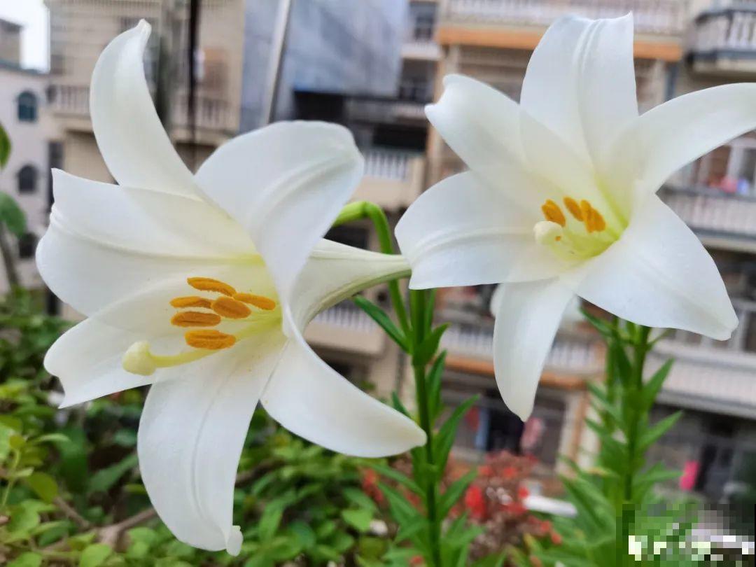 5月出门,收下这份百花图谱,啥花都能叫上名! 5月出门,收下这份百花图谱,啥花都能叫上名!