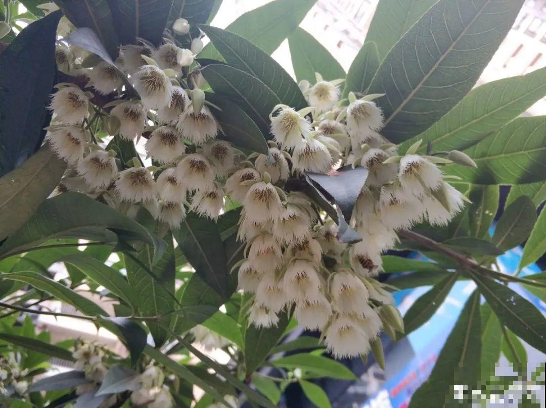 大院子养点大气花，超级有格调，漂亮的中国风