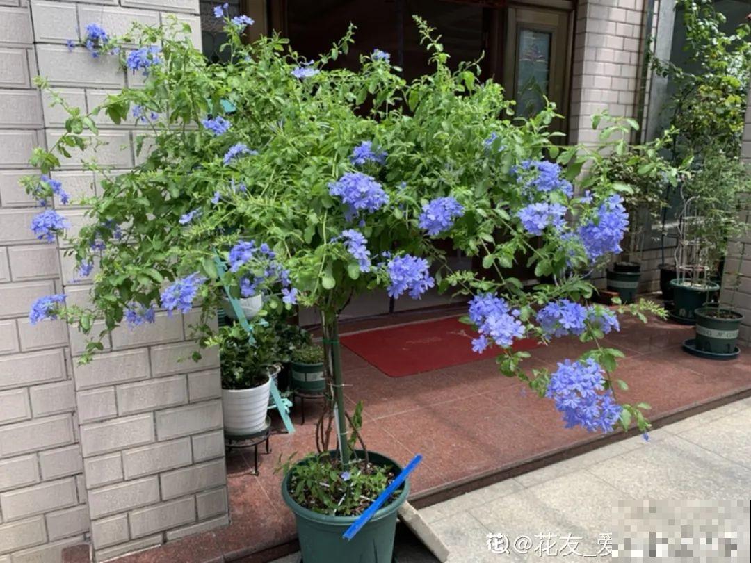 5年的马齿苋，长成“一棵小树”，真头一回见