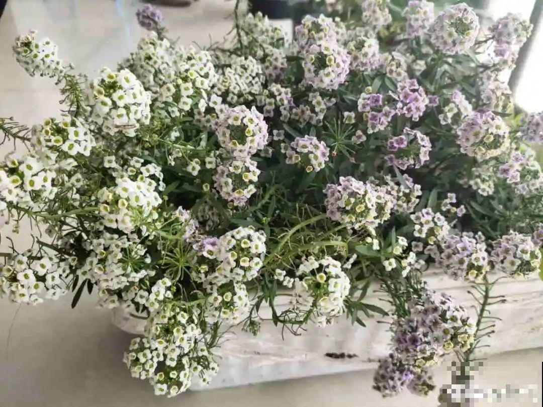 家里养盆香水花,满屋子飘香,还能净化空气 家里养盆香水花,满屋子飘香,还能净化空气