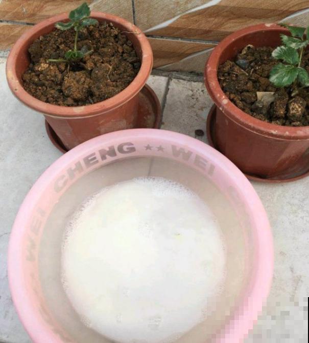 自制杀虫剂，7天喷一次，养花特干净