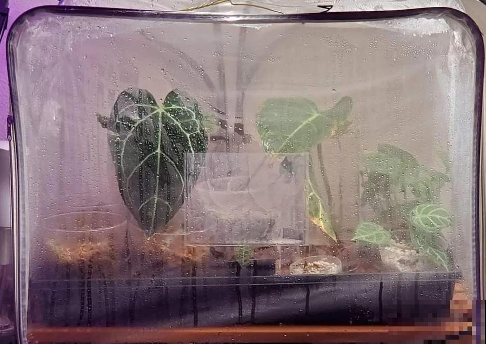 养多肉的小白，记住这些术语，秒变大神！