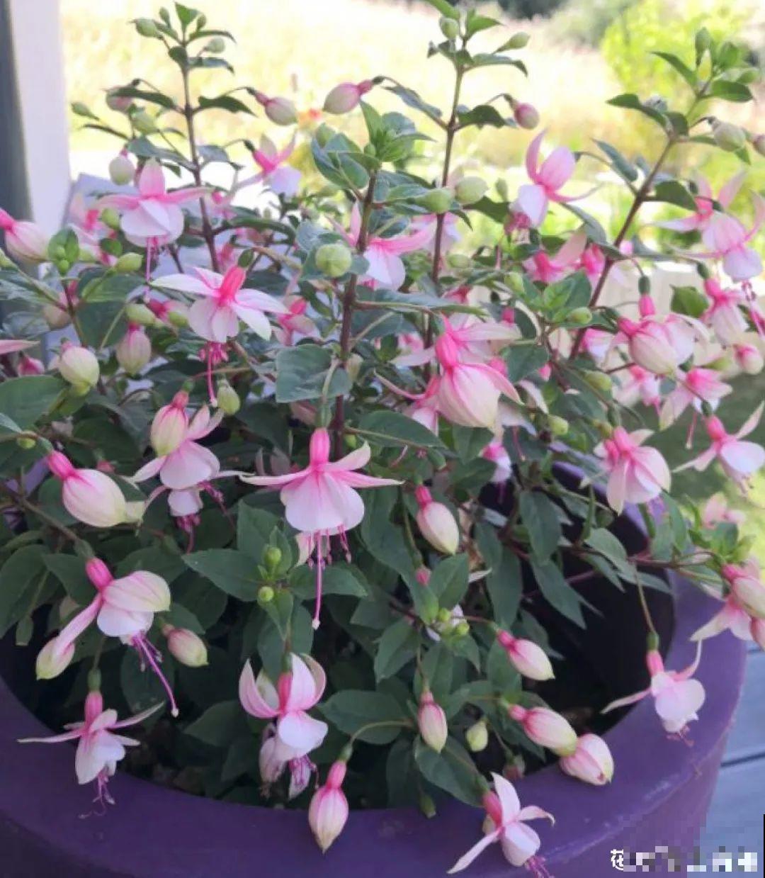 最怕晒的10种花,赶快搬进屋,否则会死掉 最怕晒的10种花,赶快搬进屋,否则会死掉