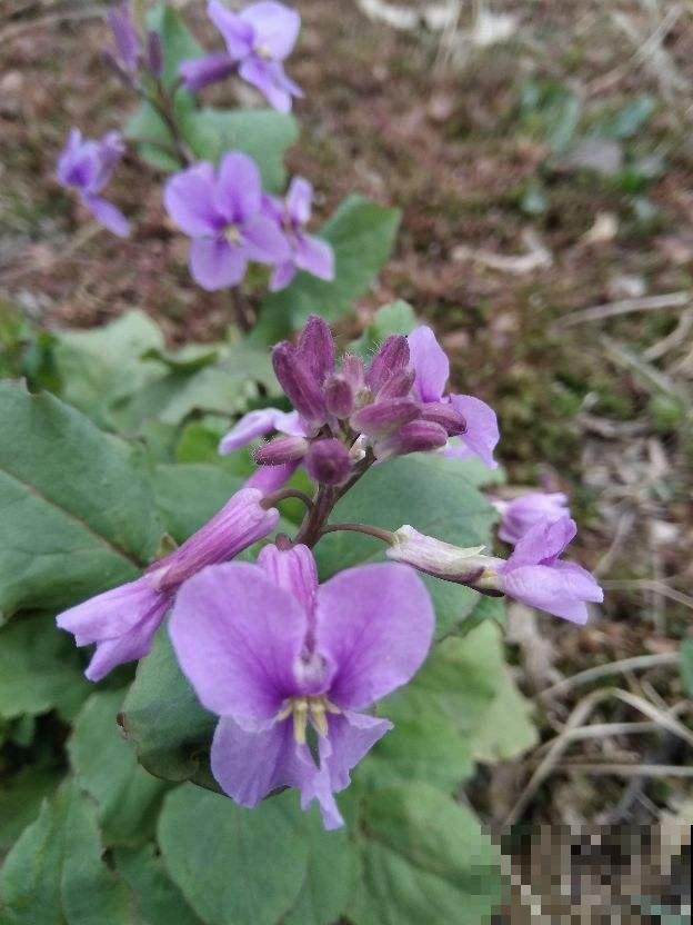 这些“草”其实是野菜，长路边没人要，超市争着买！