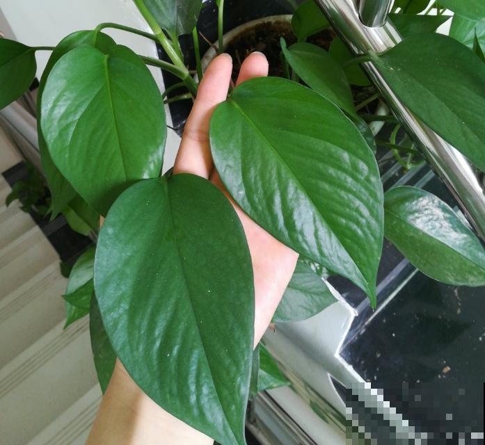 绿萝春天黄叶，赶紧看根部，可能烂了