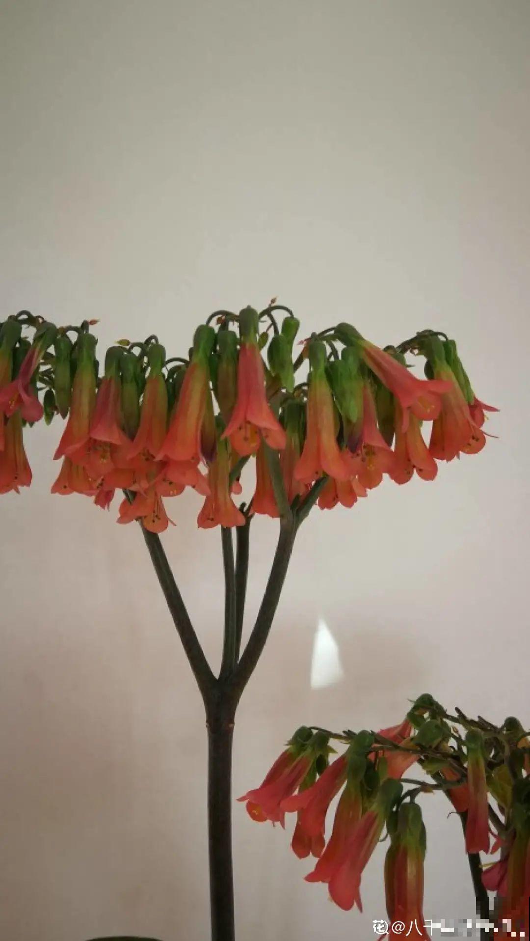 多肉开花不常见，但是颜值还挺高，你会不会剪掉？