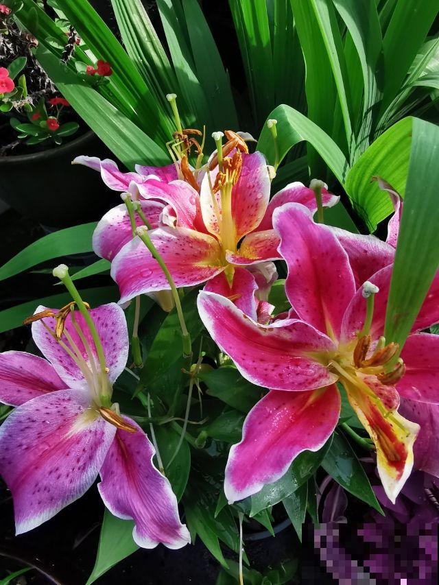 花香味浓的植物，有的人觉得香，有的人觉得臭