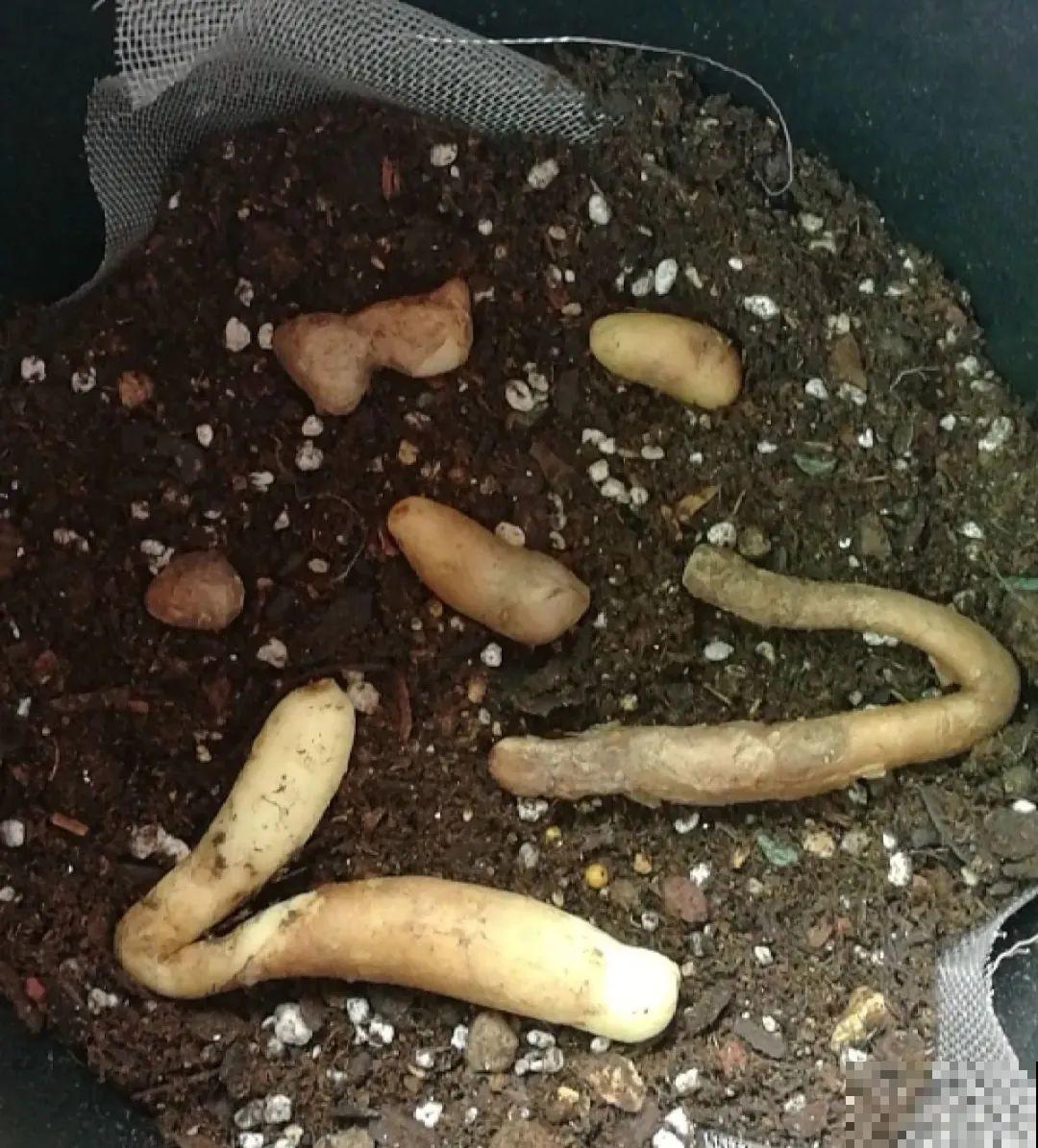 晒不死、热不死的花,越晒花越多,越热长越快 晒不死、热不死的花,越晒花越多,越热长越快