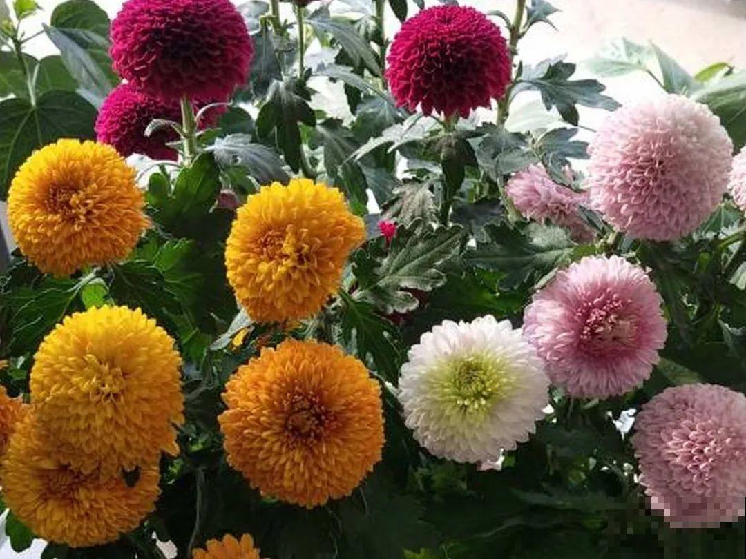 5月出门,收下这份百花图谱,啥花都能叫上名! 5月出门,收下这份百花图谱,啥花都能叫上名!