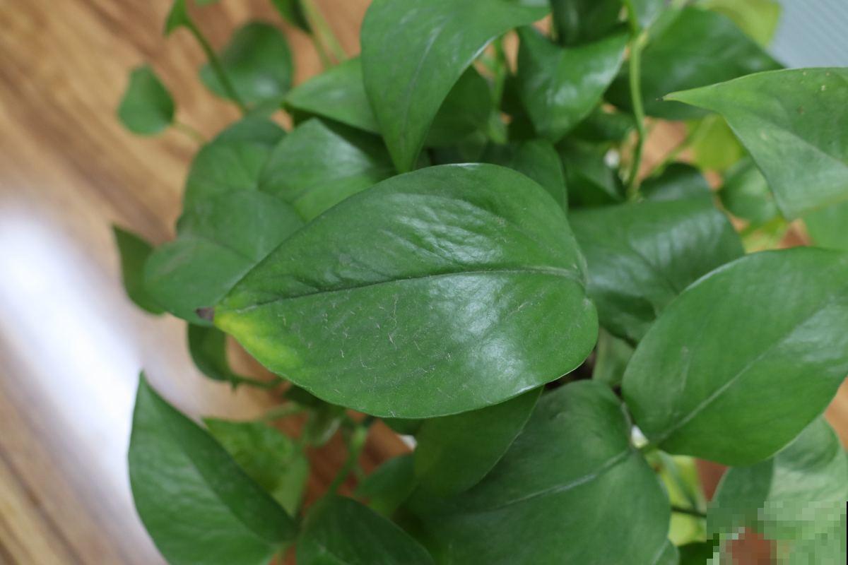 水培植物黄叶了,一招教你解决,叶子迅速变绿! 水培植物黄叶了,一招教你解决,叶子迅速变绿!